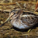 Jack Snipe