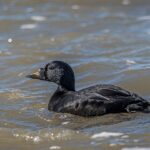 Common Scoter