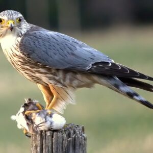 Merlin
