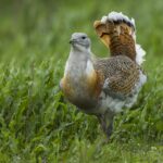 Great Bustard