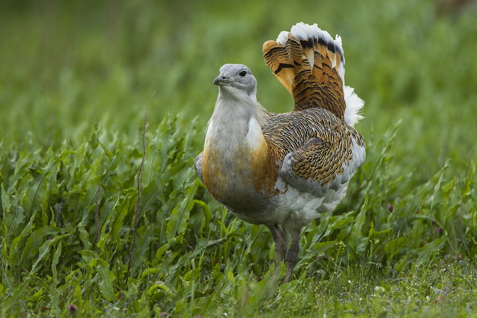 Great Bustard