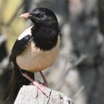 Rose-coloured Starling