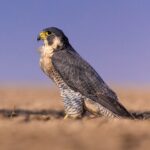 Peregrine