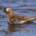 Grey Phalarope
