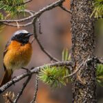 Common Redstart