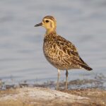 Golden Plover