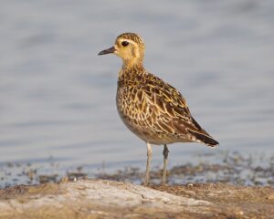 Golden Plover
