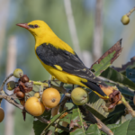Golden Oriole