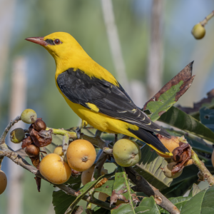 960px-Rigogolo-(Oriolus_oriolus)_Lazio,_isola_di_Ventotene_(LT)_19.4.2024 Golden Oriole