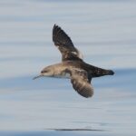Balearic Shearwater