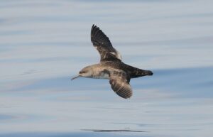 Balearic Shearwater