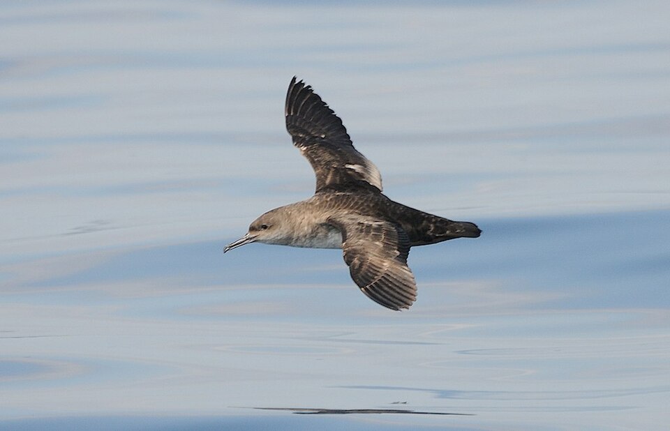 Balearic Shearwater