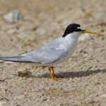 Little Tern