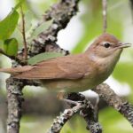 Garden Warbler