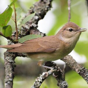 Garden Warbler