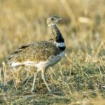 Little Bustard