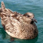 Great Skua