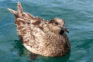 Great Skua