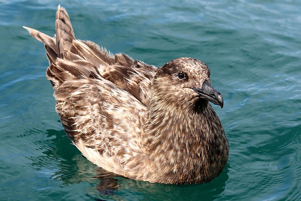 Great Skua