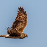 Hen Harrier
