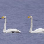 Whooper Swan