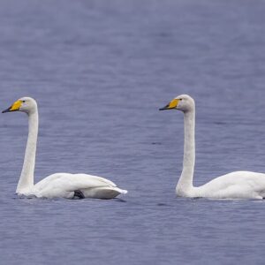 Whooper Swan