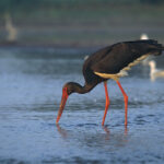 Black Stork