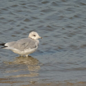 Common Gull