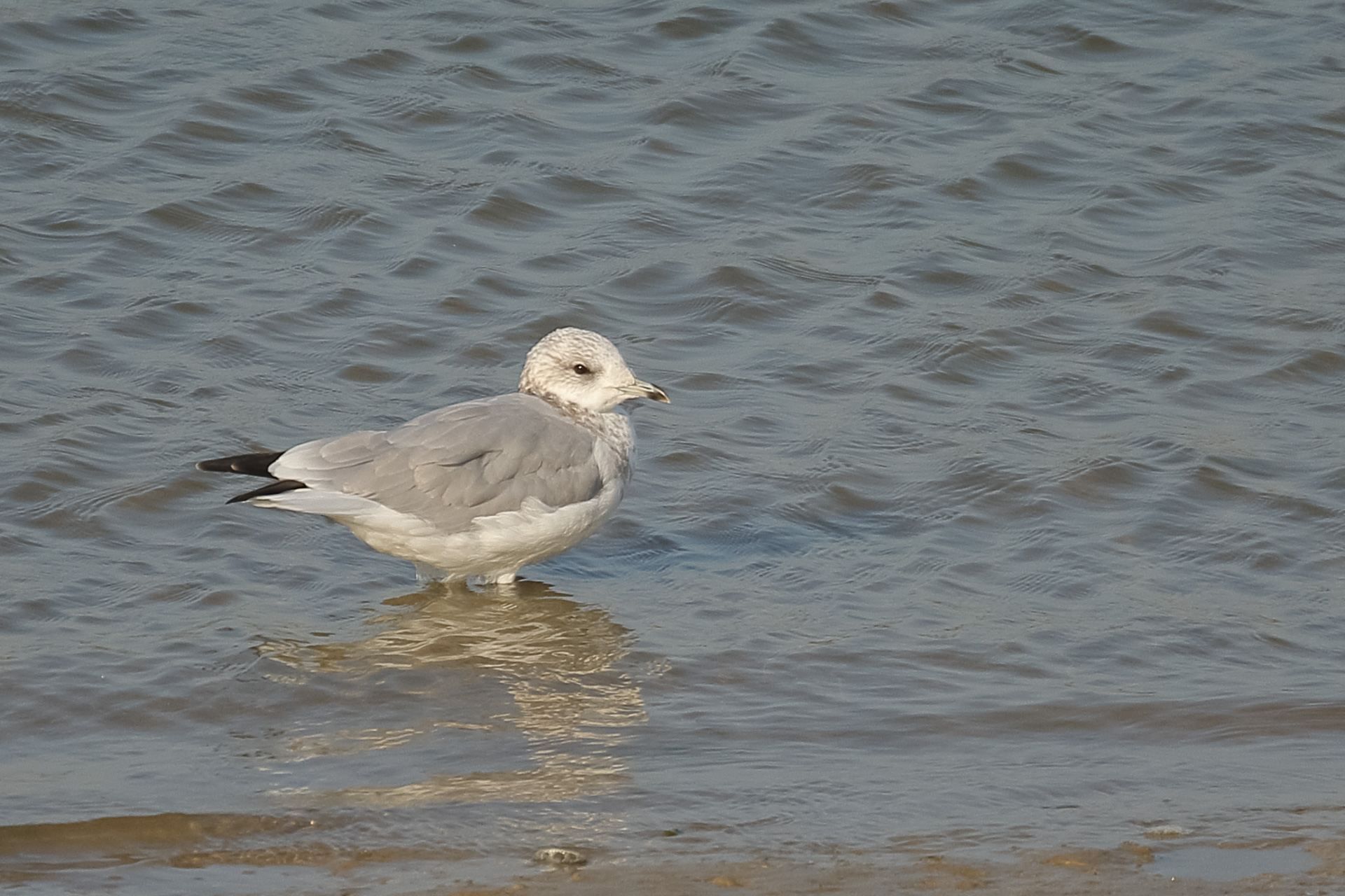 Common Gull - Shoreham District Ornithological Society
