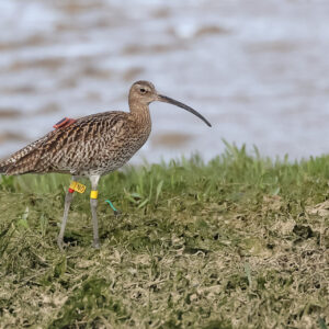 Curlew
