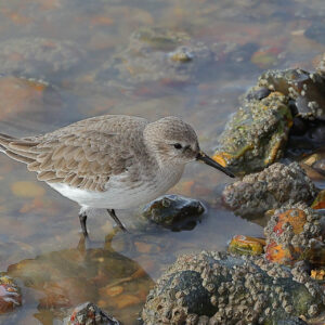 Dunlin