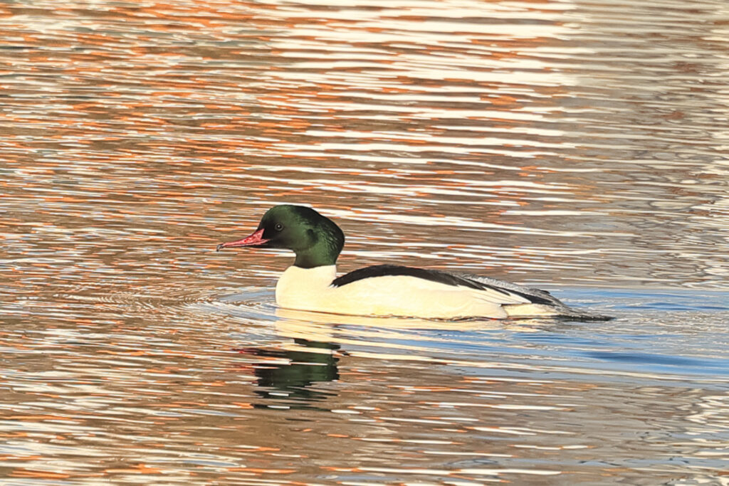goosander