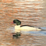 Goosander