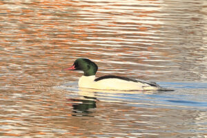 goosander