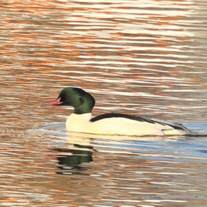 goosander