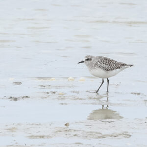 Grey Plover