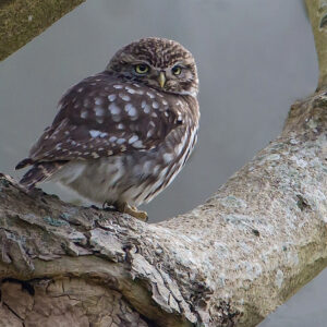 Little Owl