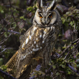 Long-eared Owl