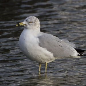 Ring-billed Gull