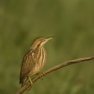 American Bittern