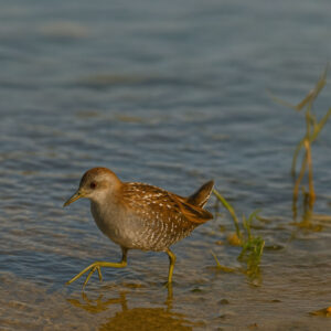 Baillon’s Crake