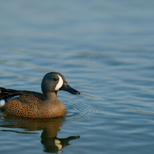 Blue-winged Teal