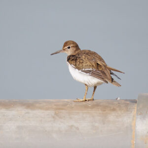 Common Sandpiper