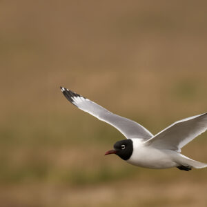 Franklin’s Gull