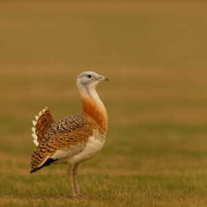Great Bustard