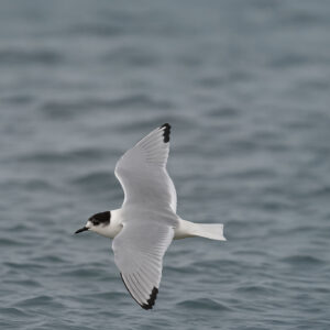 Little Gull