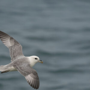 Fulmar
