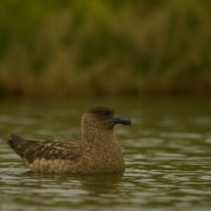 Great Skua