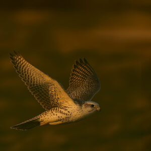 Gyr Falcon