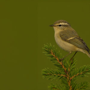 Hume’s Warbler